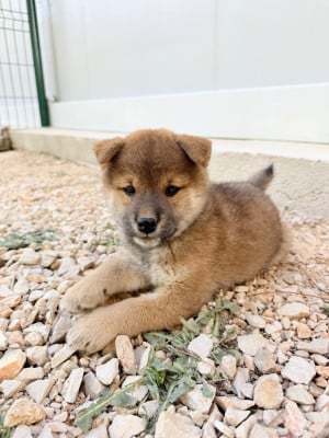 Les chiots de Shiba