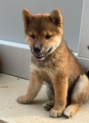 Les chiots de Shiba