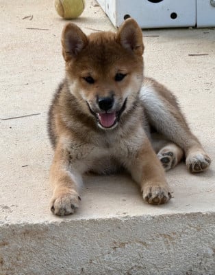 Les chiots de Shiba
