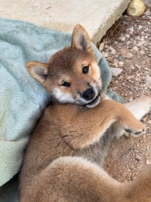 Les chiots de Shiba