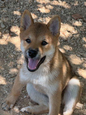 Les chiots de Shiba