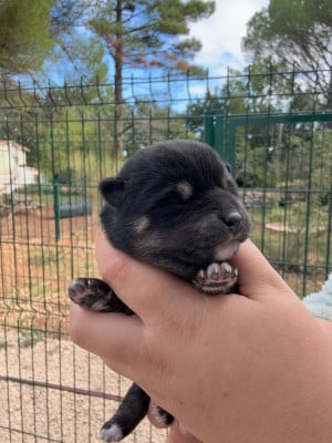 Les chiots de Shiba