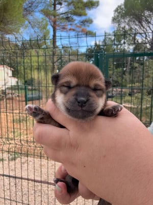 Les chiots de Shiba