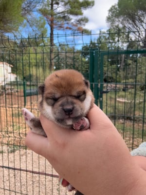 Les chiots de Shiba