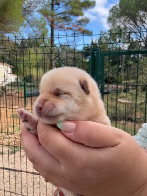 Les chiots de Shiba