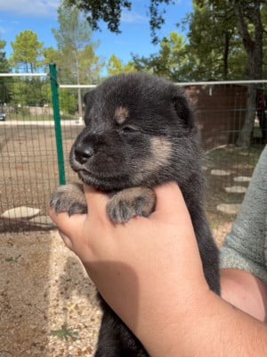Les chiots de Shiba