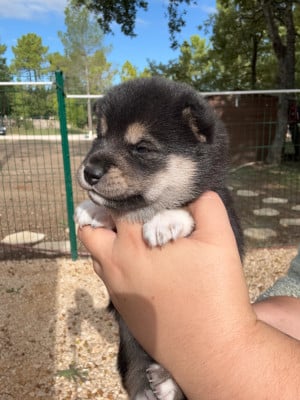 Les chiots de Shiba