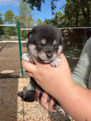 Les chiots de Shiba