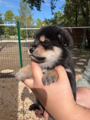 Les chiots de Shiba