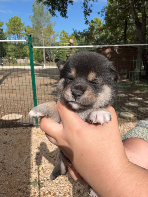 Les chiots de Shiba