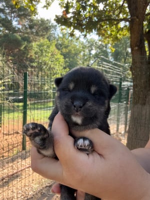 Les chiots de Shiba