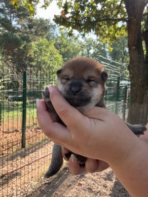 Les chiots de Shiba