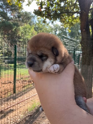Les chiots de Shiba