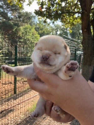 Les chiots de Shiba