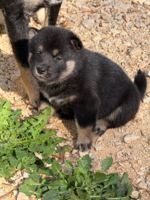 Les chiots de Shiba