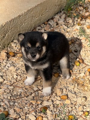 Les chiots de Shiba