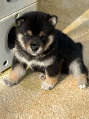 Les chiots de Shiba