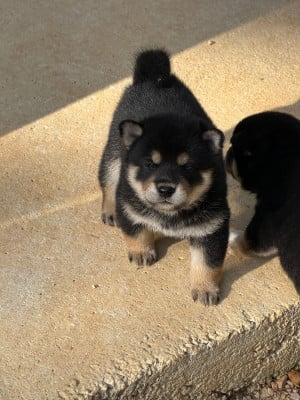 Les chiots de Shiba