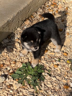 Les chiots de Shiba