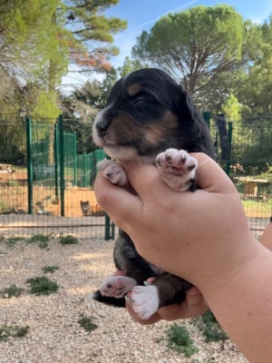 Les chiots de Berger Américain Miniature 