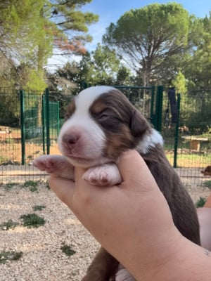Les chiots de Berger Américain Miniature 