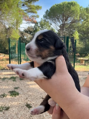 Les chiots de Berger Américain Miniature 