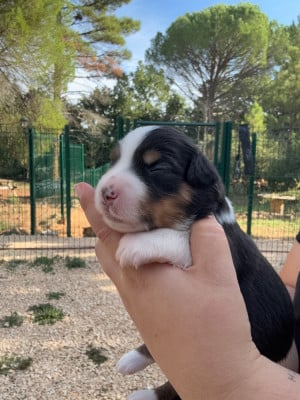 Les chiots de Berger Américain Miniature 