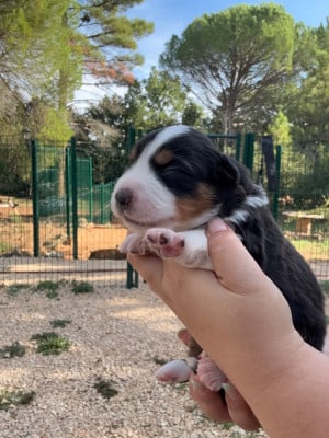 Les chiots de Berger Américain Miniature 