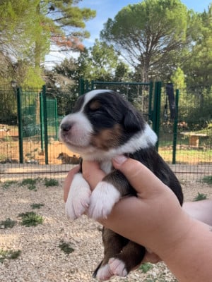 Les chiots de Berger Américain Miniature 
