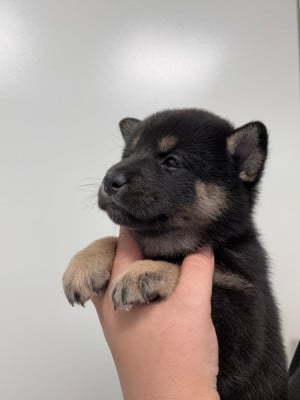 Les chiots de Shiba