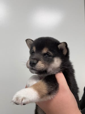 Les chiots de Shiba