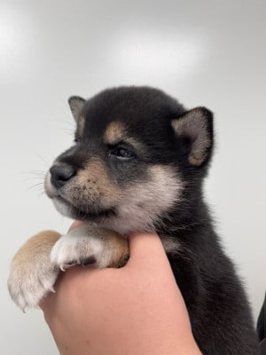 Les chiots de Shiba