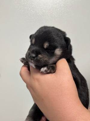 Les chiots de Shiba