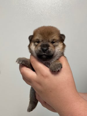 Les chiots de Shiba