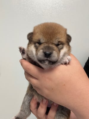 Les chiots de Shiba