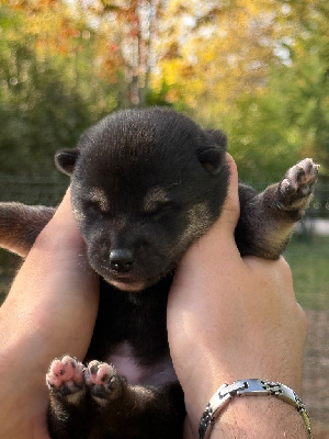 Les chiots de Shiba