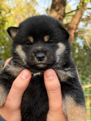 Les chiots de Shiba