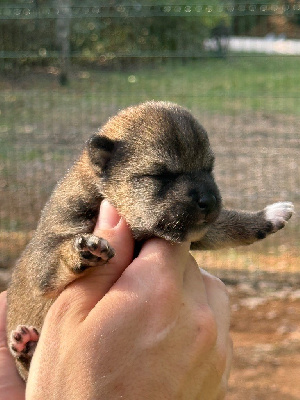 Les chiots de Shiba