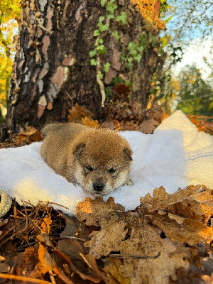 Les chiots de Shiba