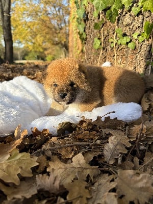 Les chiots de Shiba