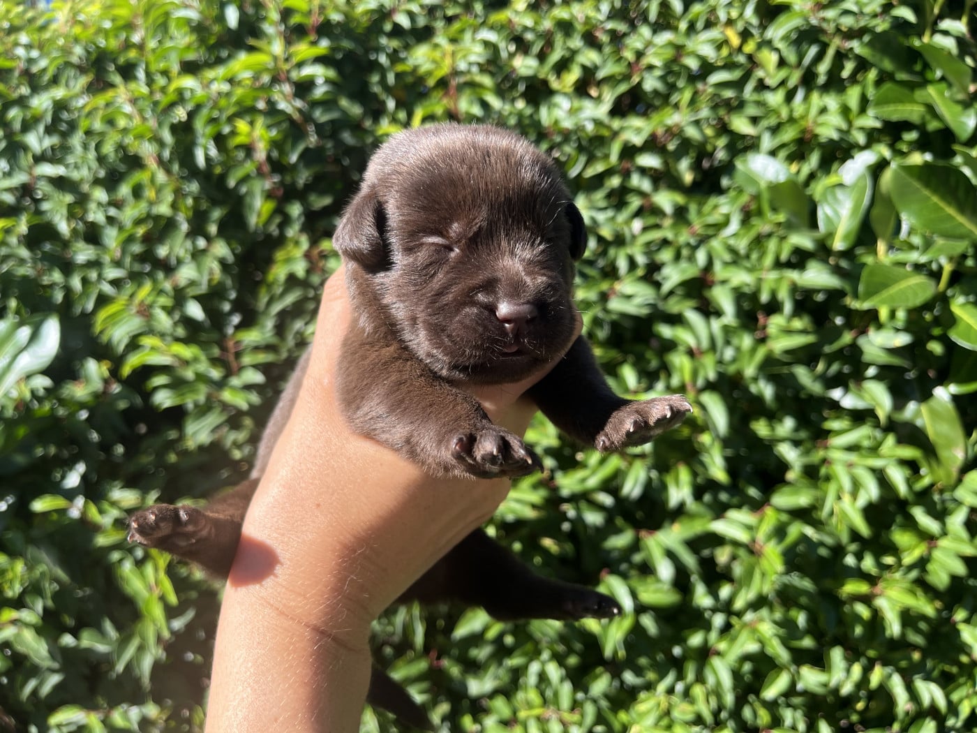 Chiot N°2 - Labrador Retriever