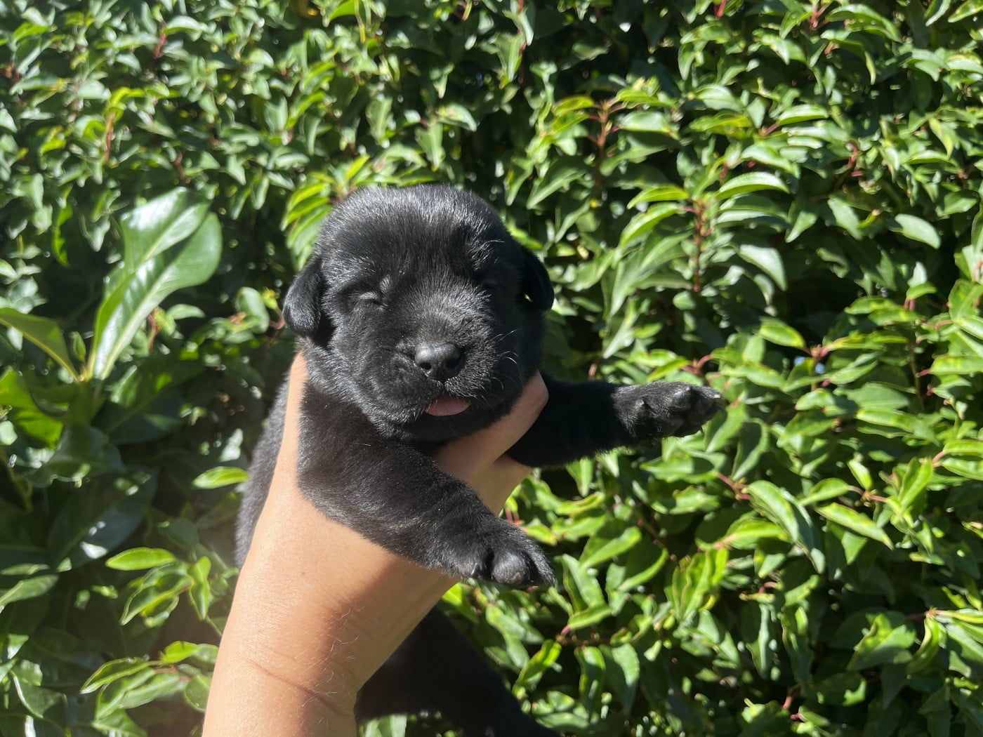 Chiot N°7 - Labrador Retriever