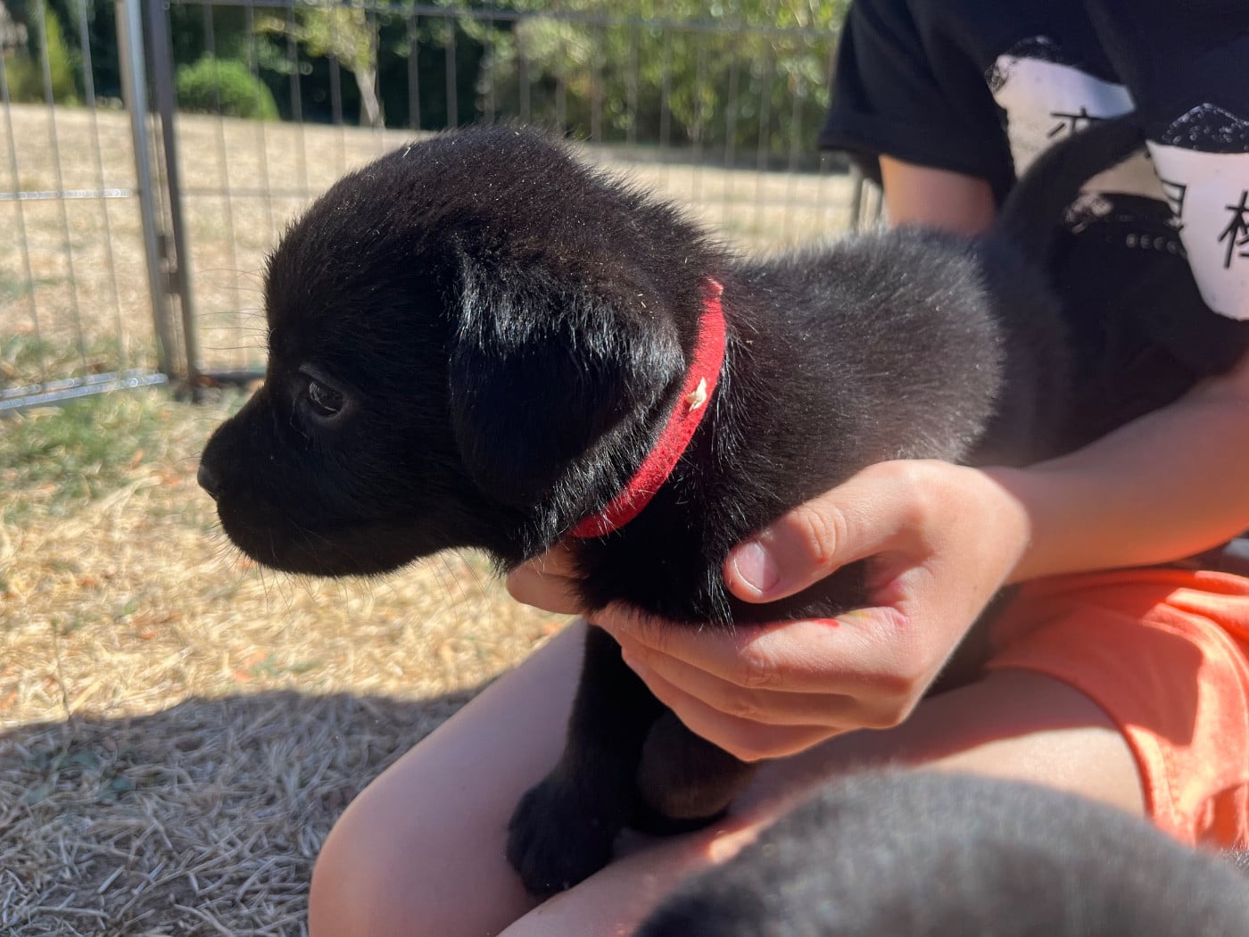 Chiot N°4 rouge Bart