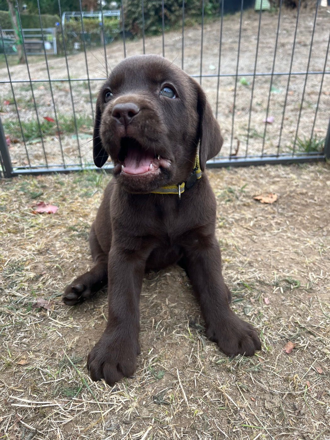 Chiot N°3 jaune Benji