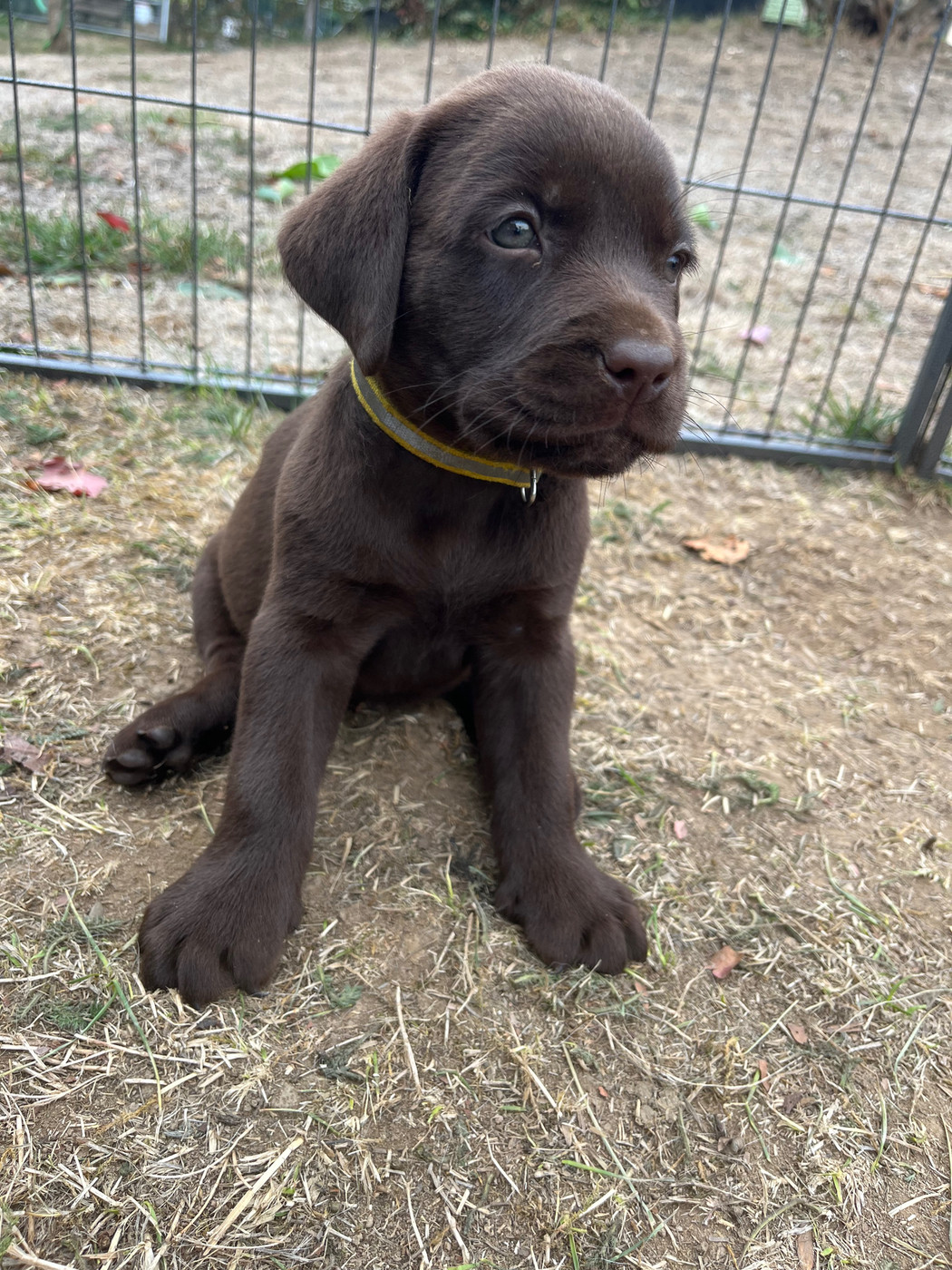 Chiot N°3 jaune Benji