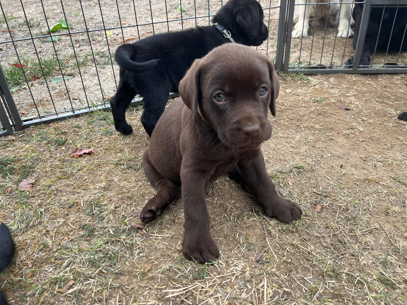 Chiot N°3 jaune Benji