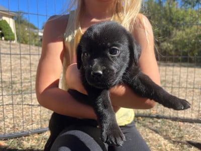 Les chiots de Labrador Retriever