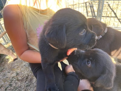 Les chiots de Labrador Retriever