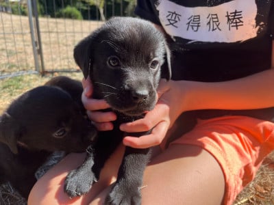 Les chiots de Labrador Retriever