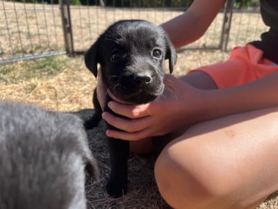 Les chiots de Labrador Retriever